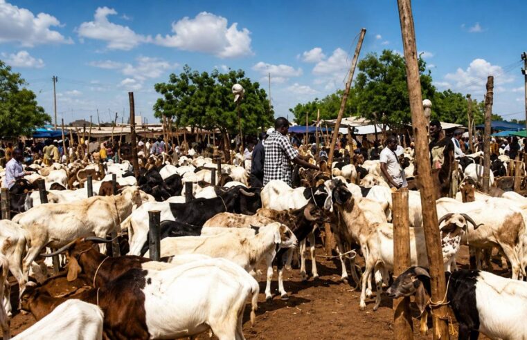 Le pari risqué du Burkina Faso : blocus du bétail et ses répercussions économiques régionales