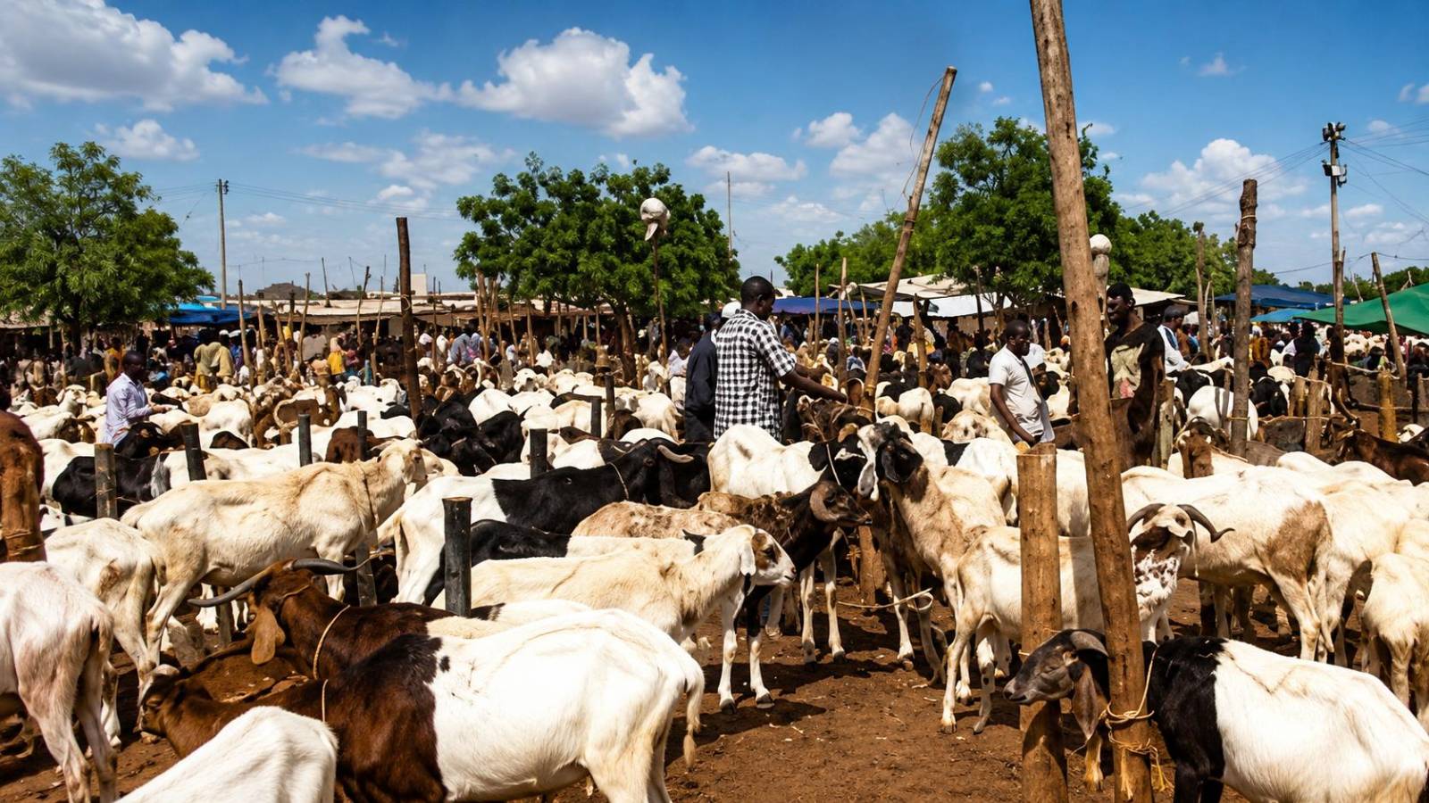 Le pari risqué du Burkina Faso : blocus du bétail et ses répercussions économiques régionales