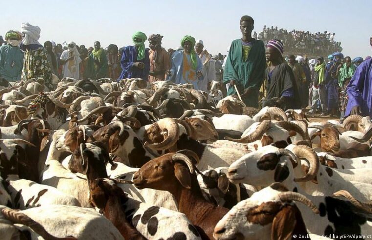Sécurité renforcée pour acheminer les moutons vers Bamako avant la tabaski