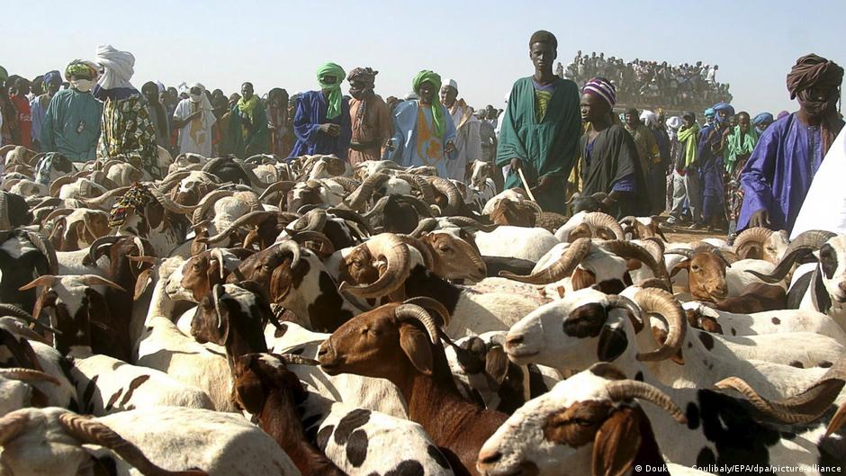 Sécurité renforcée pour acheminer les moutons vers Bamako avant la tabaski