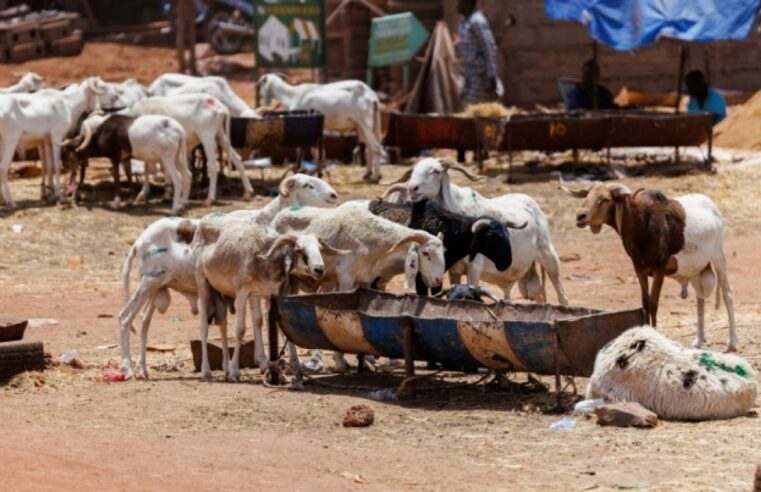 Tabaski à Bamako malgré le blocus jihadiste au Mali