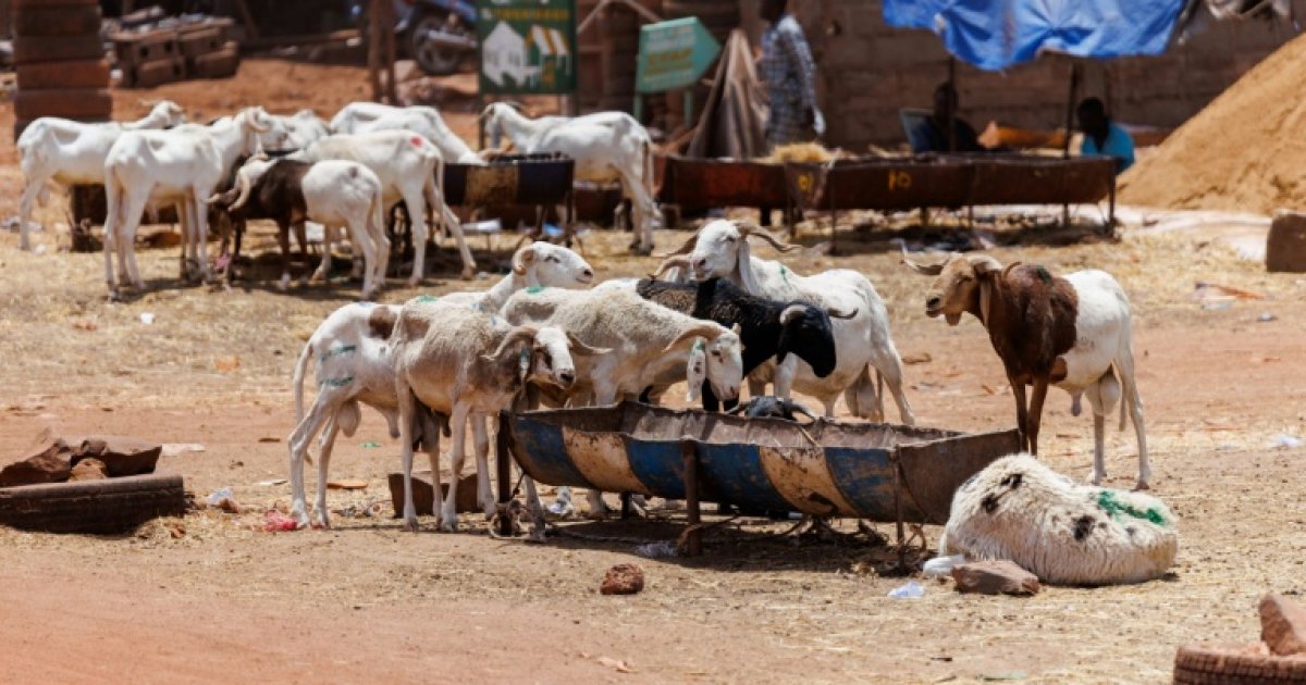 Tabaski à Bamako malgré le blocus jihadiste au Mali