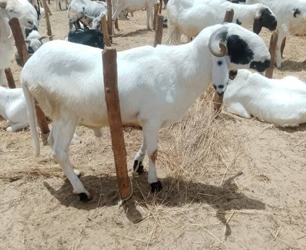 Tabaski à Niamey : pourquoi les prix des moutons s&rsquo;envolent malgré l&rsquo;abondance