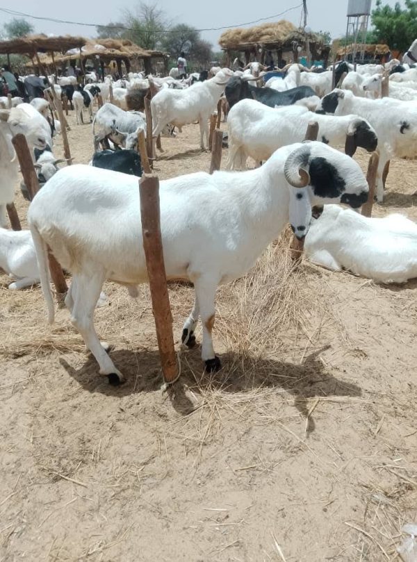 Tabaski à Niamey : pourquoi les prix des moutons s&rsquo;envolent malgré l&rsquo;abondance