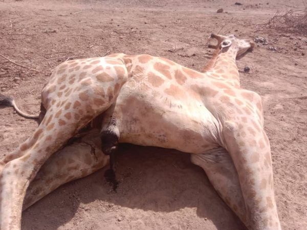 Premier girafon du Niger : abagana, symbole d’une faune en péril