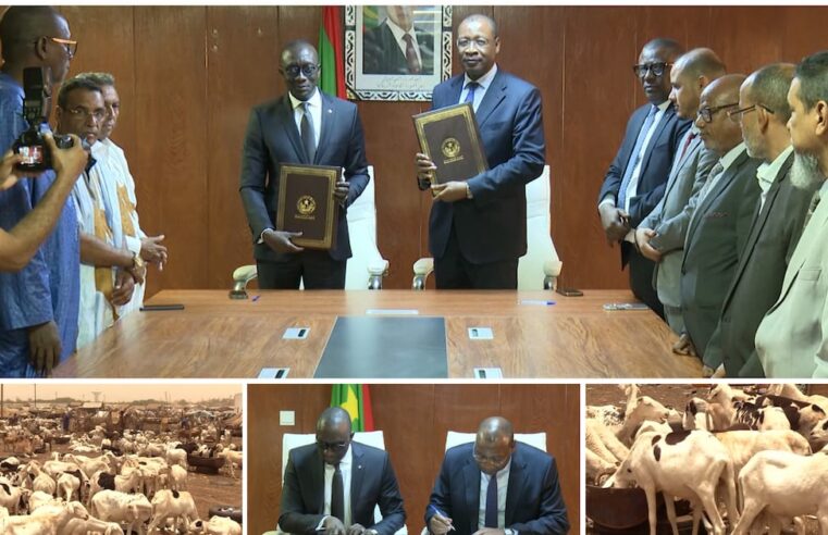 Tabaski : la Mauritanie intensifie son soutien en béliers au Sénégal face à l&rsquo;instabilité régionale