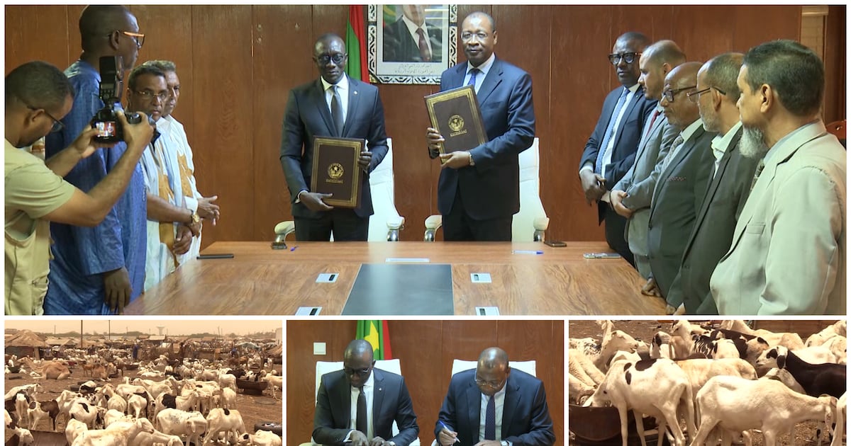 Tabaski : la Mauritanie intensifie son soutien en béliers au Sénégal face à l&rsquo;instabilité régionale