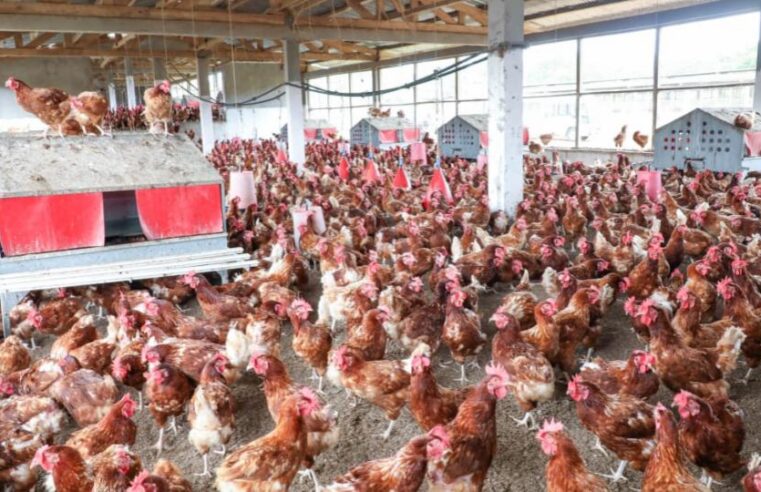 Gabon : la souveraineté alimentaire en débat, entre investisseurs étrangers et champions nationaux