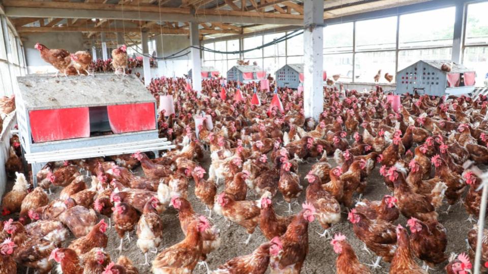 Gabon : la souveraineté alimentaire en débat, entre investisseurs étrangers et champions nationaux