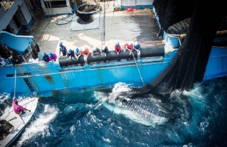 Libreville tourne la page de l&rsquo;accord de pêche avec l&rsquo;Union européenne