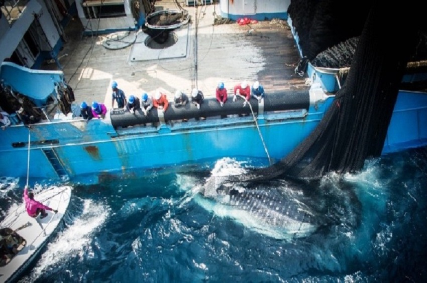 Libreville tourne la page de l&rsquo;accord de pêche avec l&rsquo;Union européenne