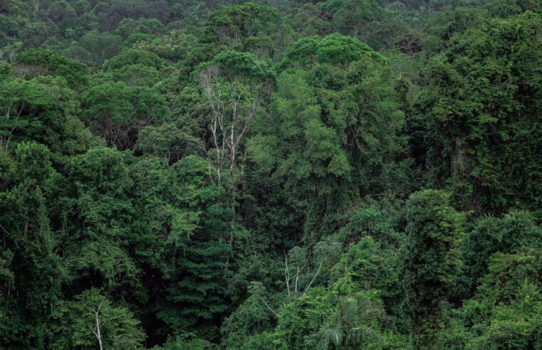 LVMH et le Gabon scellent un partenariat stratégique pour les ressources forestières