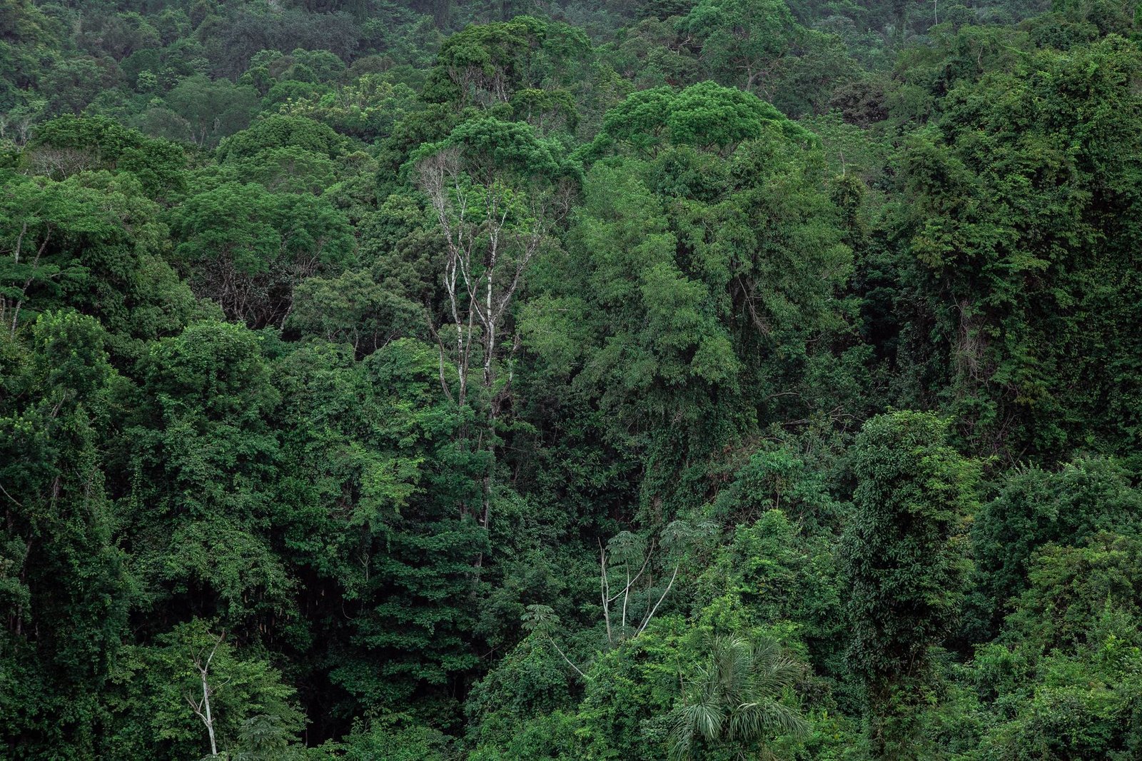 LVMH et le Gabon scellent un partenariat stratégique pour les ressources forestières