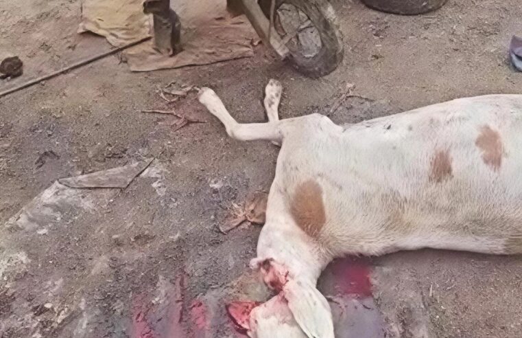 Tchad : démantèlement d&rsquo;un abattoir clandestin au quartier Farik Aguek