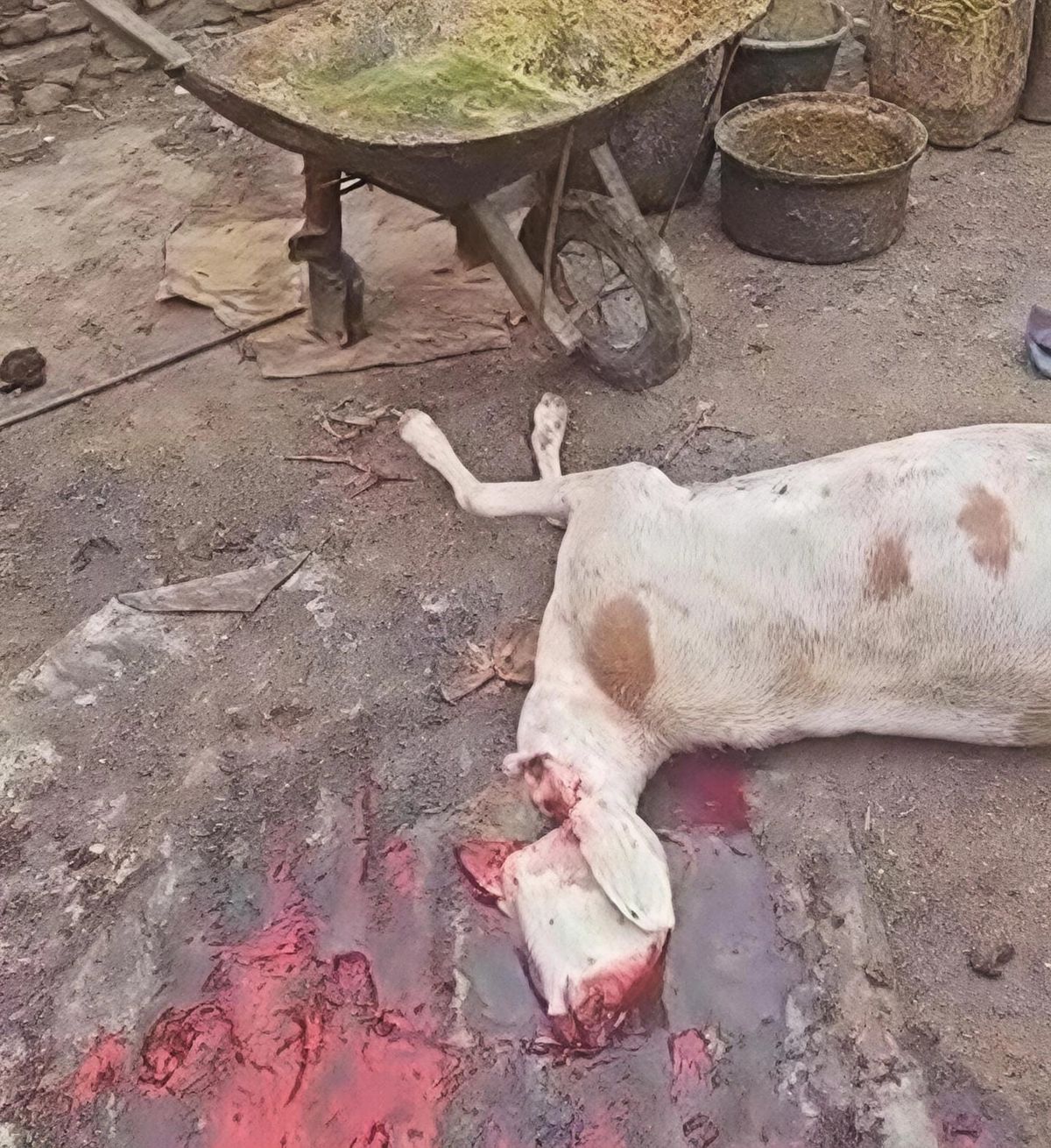 Tchad : démantèlement d&rsquo;un abattoir clandestin au quartier Farik Aguek