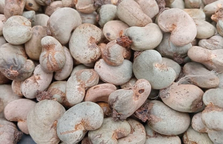 La récolte d&rsquo;anacardes en Côte d&rsquo;Ivoire : un bilan mitigé dans le Bounkani