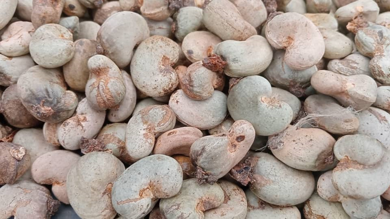 La récolte d&rsquo;anacardes en Côte d&rsquo;Ivoire : un bilan mitigé dans le Bounkani