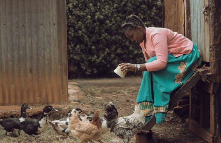 Sonoco ambitionne de révolutionner l&rsquo;aviculture au Gabon avec 15 millions de poulets par an