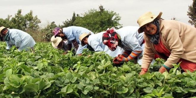 Croissance économique marocaine : 4,9 % en 2025 grâce à la demande locale et à l&rsquo;agriculture
