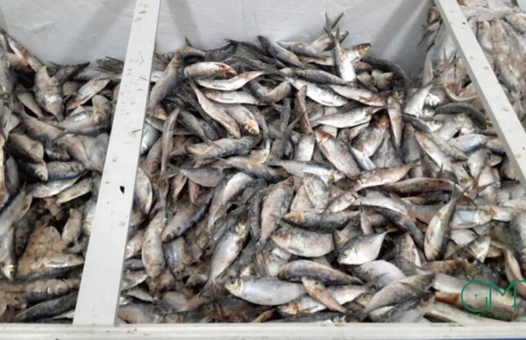 Gabon: suspension temporaire des exportations de sardine et de poisson &lsquo;sans nom&rsquo;