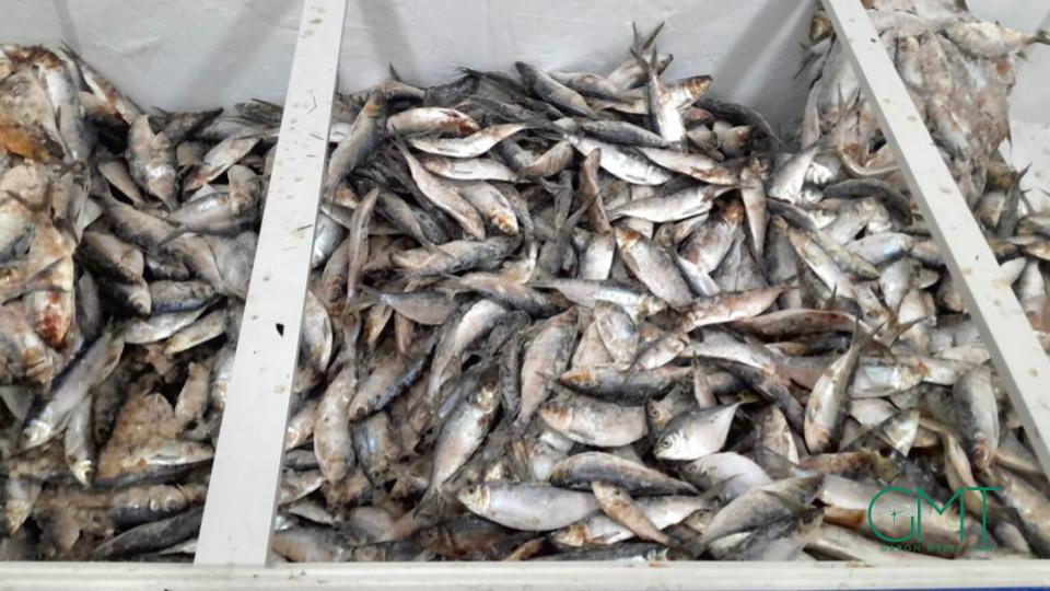 Gabon: suspension temporaire des exportations de sardine et de poisson &lsquo;sans nom&rsquo;
