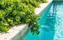 Fini le filtre bouché par les feuilles : un paysagiste révèle les rares végétaux qui embellissent une piscine sans causer de souci