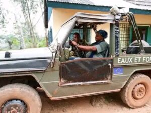 Centrafrique : les exploitants forestiers sous pression après le refus de paiement des taxes