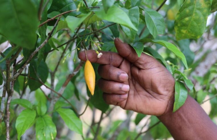 Iboga Gabon : la plante sacrée au cœur d&rsquo;une stratégie sanitaire mondiale