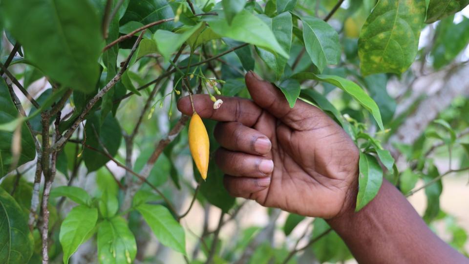 Iboga Gabon : la plante sacrée au cœur d&rsquo;une stratégie sanitaire mondiale