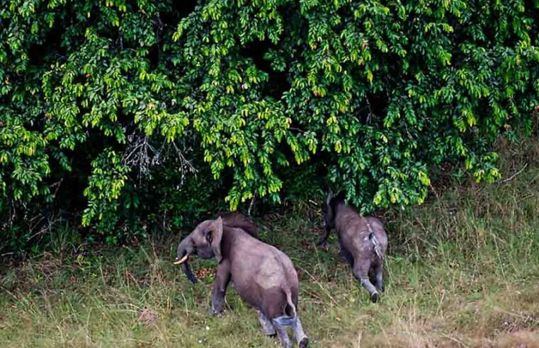 Le Gabon veut faire de ses parcs nationaux une référence mondiale