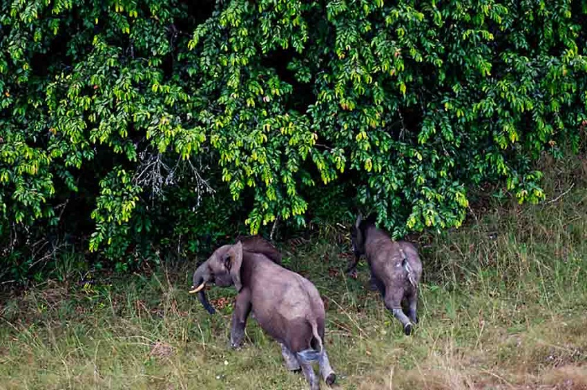 Le Gabon veut faire de ses parcs nationaux une référence mondiale