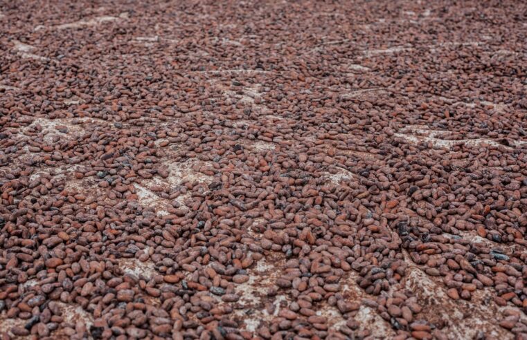 Cameroun : le cacao atteint un nouveau record à 2 600 FCFA en fin de campagne
