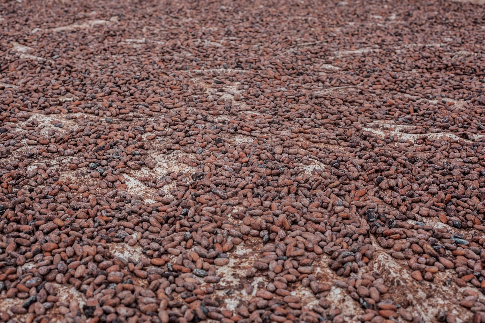 Cameroun : le cacao atteint un nouveau record à 2 600 FCFA en fin de campagne