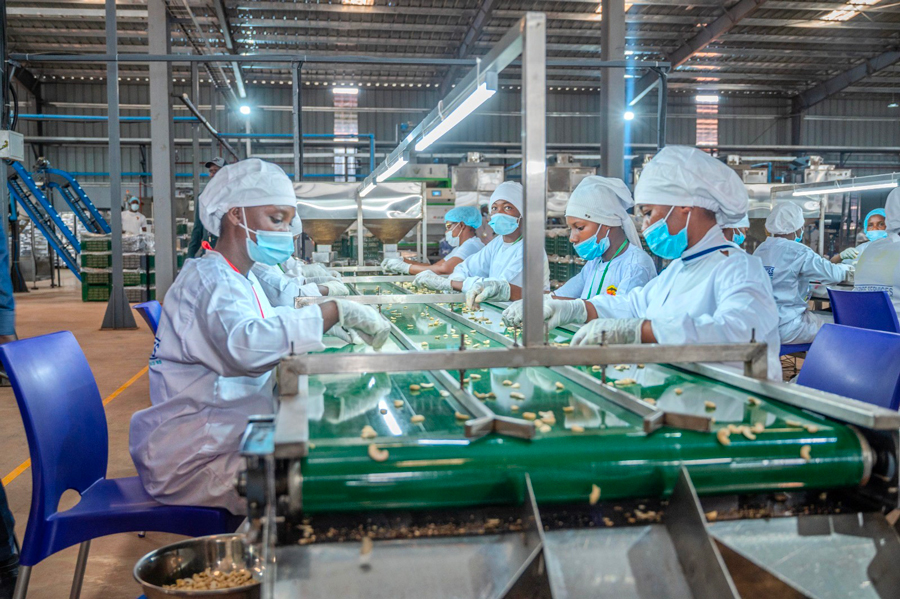 Cajou en Côte d’Ivoire : un financement historique pour booster la transformation locale