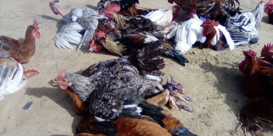 Tchad : la hausse des prix de la volaille à Ati bouleverse les familles et le commerce local