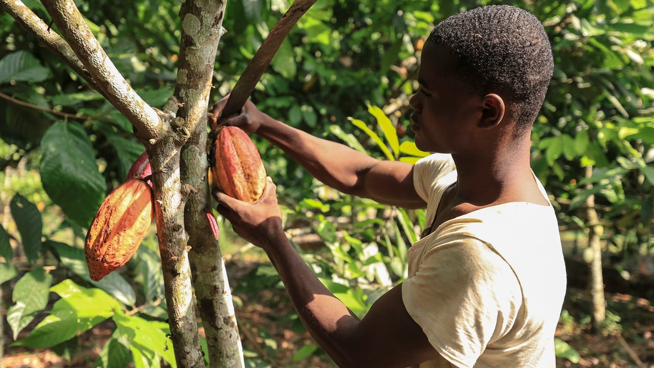 Cameroun : les producteurs de cacao misent sur l&rsquo;innovation pour relancer leur secteur