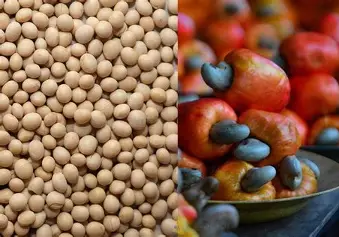 Assurance agricole au Bénin : un levier stratégique pour les producteurs