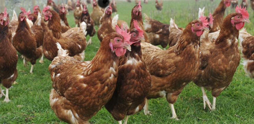 Gabon : les dessous d&rsquo;une décision avicole qui bouscule les équilibres mondiaux