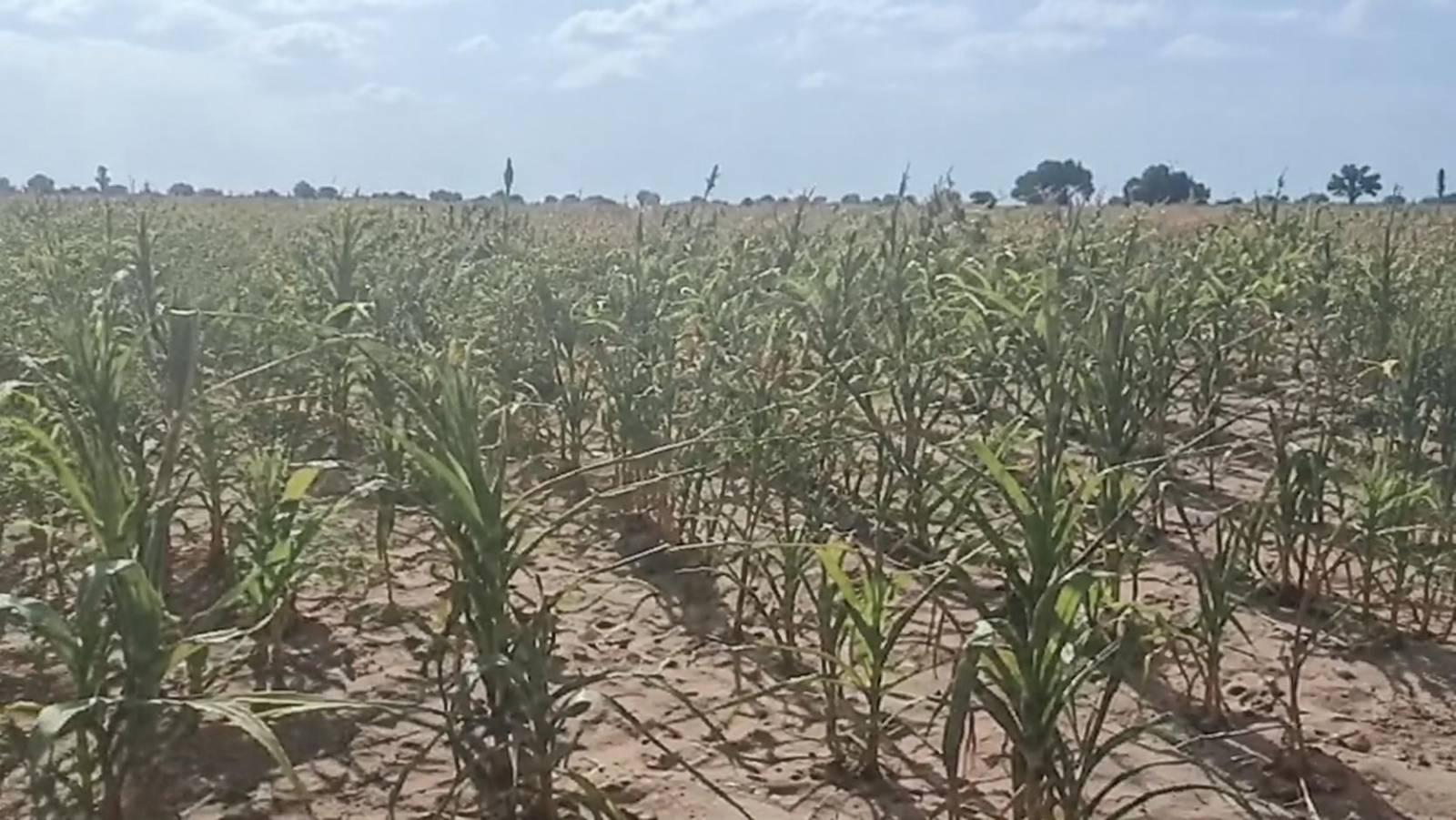 À Tougan, les dessous d&rsquo;une souveraineté qui laisse les producteurs au bord de la faillite